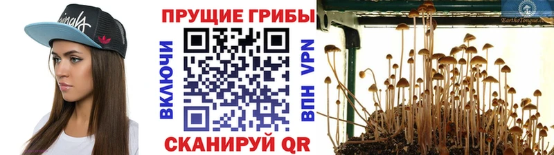 где купить наркоту  Елец  Псилоцибиновые грибы Cubensis 
